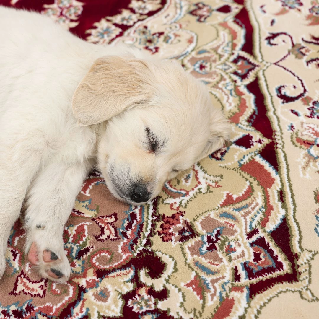 Hundeunge hviler på unikt vintage tæppe med patina, der fortæller en historie i hjemmet.